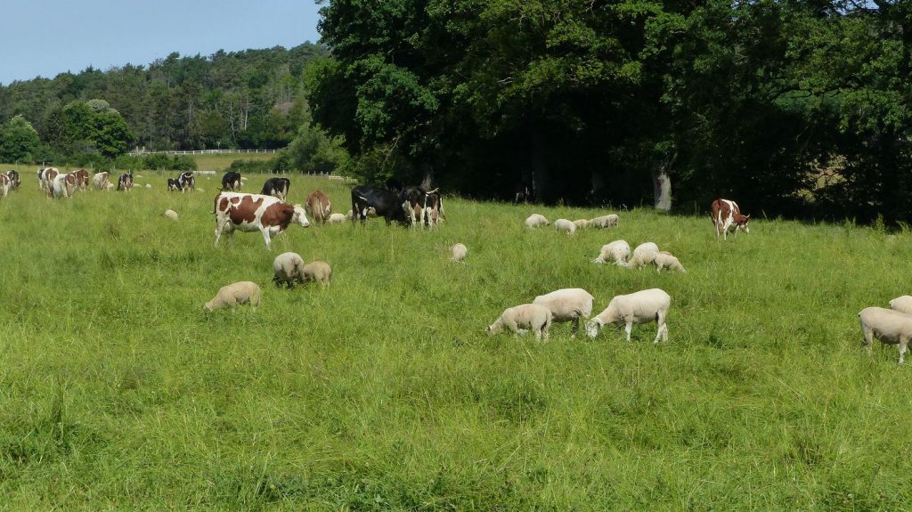 Reportage



  

  
  

      

  

  
    "L'anti-gaspi de la ferme" : dans les Vosges, l'Inrae développe de nouvelles techniques d'élevage plus respectueuses de l'environnement
          Les scientifiques de l'Institut de recherche agronomique (Inrae) tentent de réinventer l'agriculture dans des fermes expérimentales. Exemple à Mirecourt, dans les Vosges.