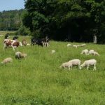 Reportage



  

  
  

      

  

  
    "L'anti-gaspi de la ferme" : dans les Vosges, l'Inrae développe de nouvelles techniques d'élevage plus respectueuses de l'environnement
          Les scientifiques de l'Institut de recherche agronomique (Inrae) tentent de réinventer l'agriculture dans des fermes expérimentales. Exemple à Mirecourt, dans les Vosges.