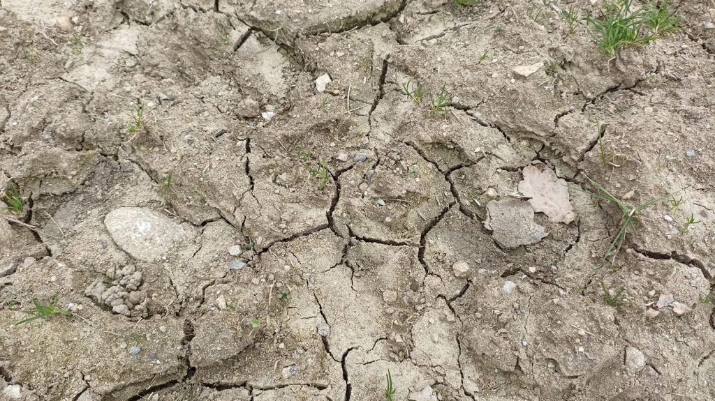 Climat : "60% de la zone de production de semences en France soumise à un risque fort ou extrême d'ici 2050", selon une étude
          Pour pallier notamment le manque d'eau à venir, les agriculteurs devront avancer les semences, voire en changer.