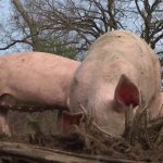 Agriculture : l'élevage de porcs en plein air a le vent en poupe
          Face aux difficultés financières, de nombreux d'agriculteurs se diversifient. Un éleveur de Charolaises accueille à présent dans son exploitation des cochons élevés en plein air.