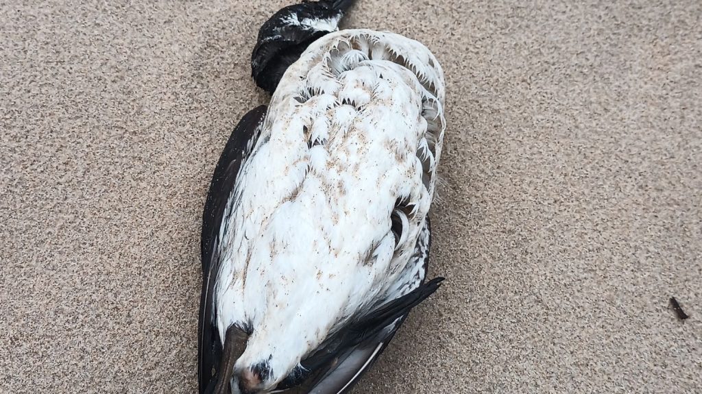 Ce que l'on sait de la mystérieuse hécatombe d'oiseaux marins sur la côte Atlantique
          Sea Shepherd, ONG de défense des océans et de la biodiversité, a annoncé lundi avoir recensé plus d'une centaine de cadavres d'oiseaux marins sur les seules plages de Vendée.