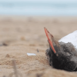 Vendée : des centaines d'oiseaux marins échoués sur les plages
          Des centaines de volatiles ont été retrouvés sur les plages de l'Atlantique. Une grande partie de ces oiseaux seraient morts par manque de nourriture.