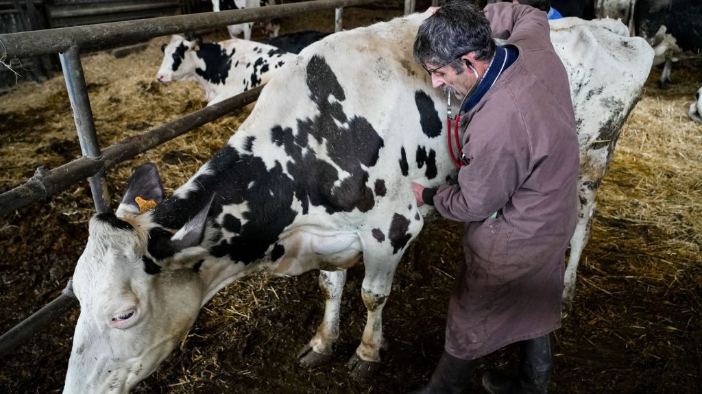 Reportage



  

  
  

      

  

  
    On a suivi Stéphane Dilé, vétérinaire de campagne qui côtoie tous les jours des agriculteurs
          A la tête de deux cabinets dans les Deux-Sèvres et en Vendée, le praticien connaît bien le mal-être des éleveurs.