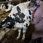Reportage



  

  
  

      

  

  
    On a suivi Stéphane Dilé, vétérinaire de campagne qui côtoie tous les jours des agriculteurs
          A la tête de deux cabinets dans les Deux-Sèvres et en Vendée, le praticien connaît bien le mal-être des éleveurs.