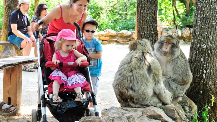 Le Macaque de Barbarie est classé depuis 2008, espèce en danger par la Liste Rouge UICN (Union Internationale pour la Conservation de la Nature). (COCHISE ORY - VALLÉE DE LA DORDOGNE)