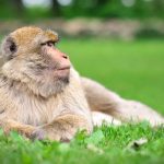 En balade dans le Lot dans la forêt des singes
          Cap sur Rocamadour. La ville abrite un parc protégé, ouvert au public, où vivent des tribus de macaques de Barbarie, que l'on peut observer lors d'une promenade sur les hauteurs de la ville.