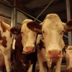 Colère des agriculteurs : le groupe Lactalis et les éleveurs ont trouvé un accord sur le prix du lait
          En plein mouvement de colère des agriculteurs, le géant du lait, Lactalis et ses fournisseurs sont tombés d'accord. Désormais, le groupe rémunérera davantage les éleveurs laitiers.