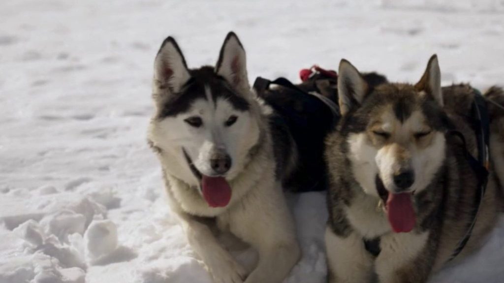 Hautes-Alpes : des chiens de traîneaux compagnons de vacances
          Avec le réchauffement climatique, les chiens de traîneaux, utilisés pour des excursions touristiques, sont employés pour de nouvelles activités.