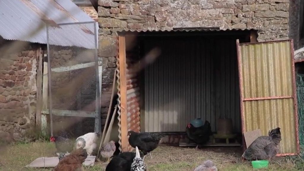 Milieu rural : le bruit des coqs engendre des conflits entre voisins
          En Bretagne, une nouvelle affaire de chant de coqs sème la zizanie dans un village. Cette fois, ça n'est pas une ferme, mais une particulière qui détient des poules et des coqs. Les voisins menacent de porter plainte.