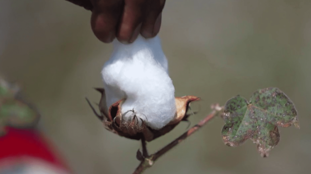 Inde : le coton bio gagne du terrain
          En Inde, la production de coton, qui passait jusqu’il y a peu de temps par les pesticides, transitionne vers le biologique. Elle ne représente pour l’instant que 10% des exportations, mais le marché ne cesse de croître.