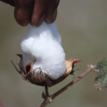 Inde : le coton bio gagne du terrain
          En Inde, la production de coton, qui passait jusqu’il y a peu de temps par les pesticides, transitionne vers le biologique. Elle ne représente pour l’instant que 10% des exportations, mais le marché ne cesse de croître.