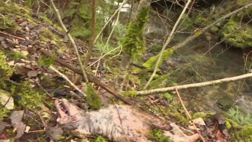 Jura : la découverte de nombreux cadavres de renards dans une rivière pose question
          La découverte de dépouilles de renards en nombre dans une rivière près de Fort-du-Plasne, dans la forêt du Jura, révolte les défenseurs de la faune. Une enquête a été ouverte.