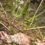 Jura : la découverte de nombreux cadavres de renards dans une rivière pose question
          La découverte de dépouilles de renards en nombre dans une rivière près de Fort-du-Plasne, dans la forêt du Jura, révolte les défenseurs de la faune. Une enquête a été ouverte.