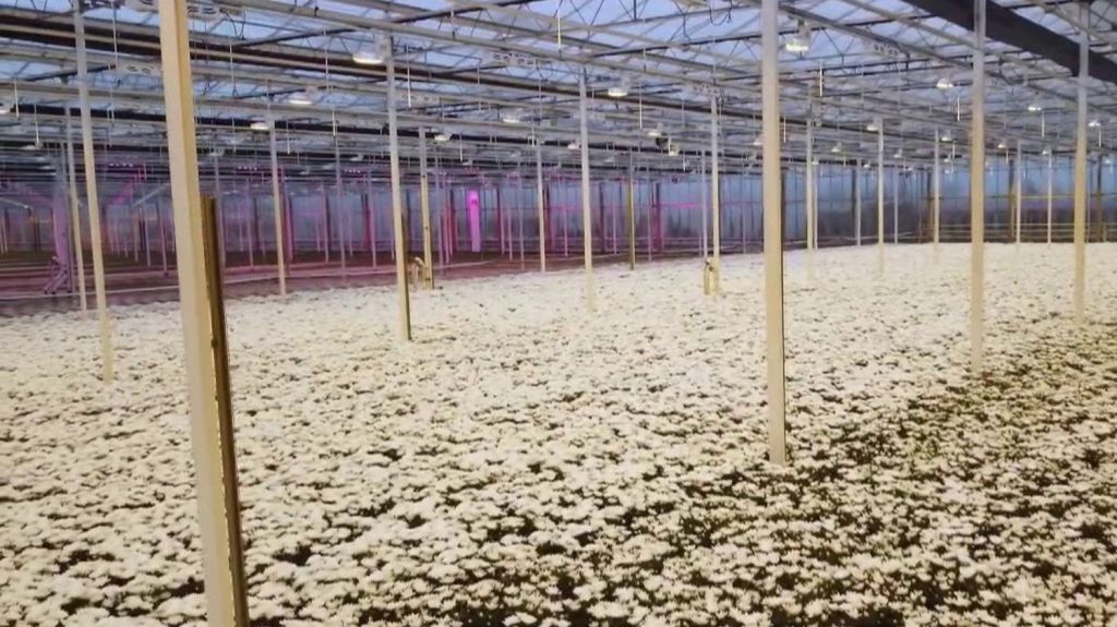 Pays-Bas : dans les coulisses du marché aux fleurs
          La plus grande bourse aux fleurs du monde est située dans la banlieue d'Amsterdam, aux Pays-Bas. En France, 80% des bouquets vendus viennent de cette ville.