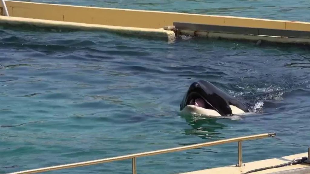Antibes : nouveau décès d’une orque à Marineland
          Cinq mois après la mort de Moana, une nouvelle orque, Inouk, est décédée au Marineland d’Antibes, dans les Alpes-Maritimes, a annoncé le zoo marin jeudi 28 mars.