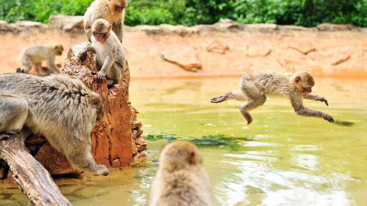 La forêt de singes à Rocamadour célèbre cette année les 50 ans de son ouverture. (COCHISE ORY - VALLÉE DE LA DORDOGNE)
