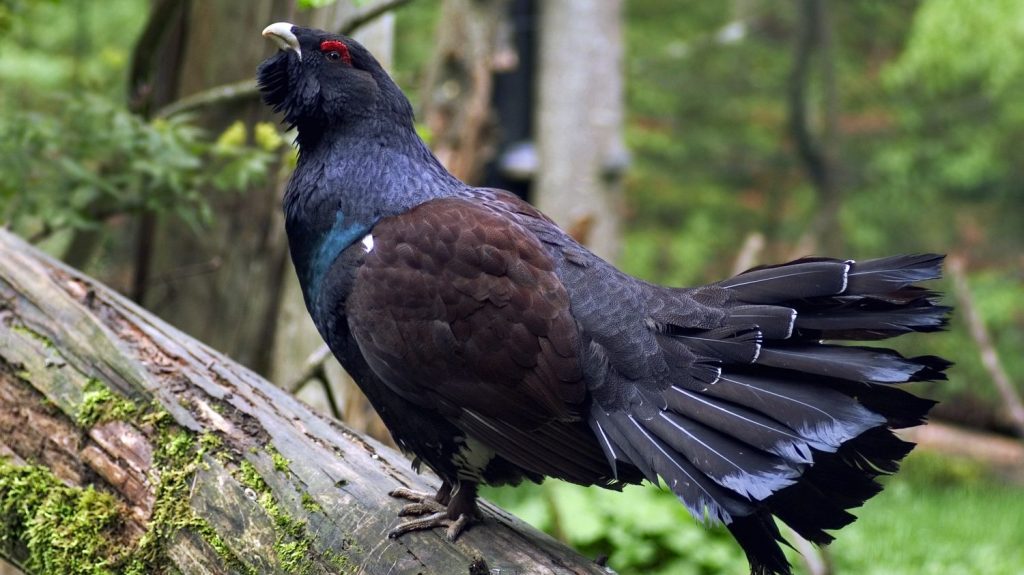 Biodiversité : le grand tétras bientôt réintroduit dans les Vosges ?
          La "translocation" de cet oiseau, menacé d'extinction dans le massif vosgien, fait l'objet d'une consultation publique.