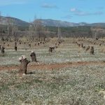Agriculture : la sécheresse met à mal la culture d'abricots
          À l'aube du printemps, de nombreuses cultures d'abricots font déjà face à la sécheresse. Mercredi 20 mars, le 13 Heures est allé à la rencontre d'agriculteurs impactés.