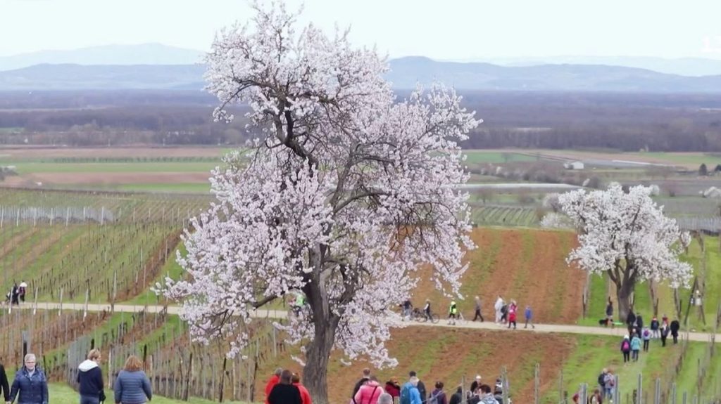 Alsace : le spectacle des amandiers en fleurs
          Les amandiers de Mittelwihr, au lieu-dit Mandelberg (Haut-Rhin), sont en fleurs depuis la fin février. Plantés il y a plus d'une centaine d'années pour certains, ils constituent un patrimoine unique en Alsace.