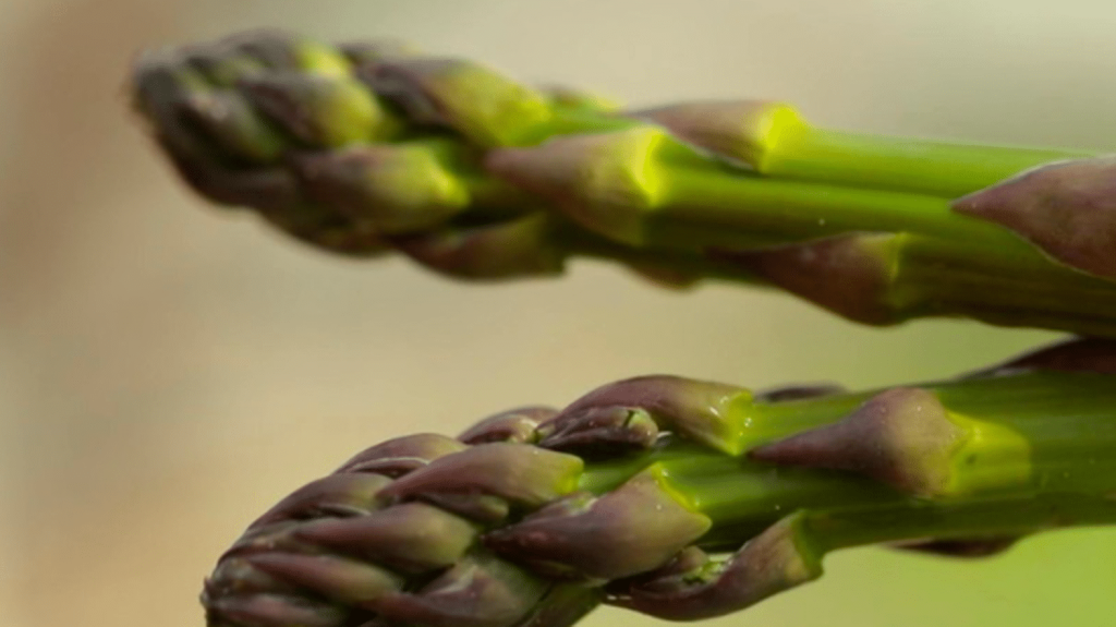 Alimentation : l’asperge, une pointe de printemps du champ à l’assiette
          La saison des asperges, qui ne dure que quelques semaines, a débuté. Reportage à  Aigues-Mortes, dans le Gard.