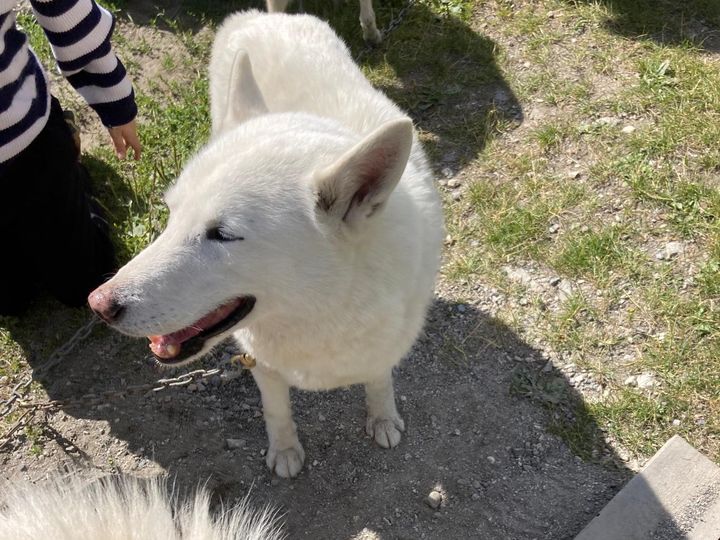 Dans sa ferme canine, le musher Thomas Espitalier élève des chiens du Groenland et des husky. (INGRID POHU / RADIOFRANCE)