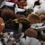 Biodiversité : des dizaines de variétés de champignons menacées de disparition en France
          La liste rouge des espèces menacées en France se porte, pour la première fois, sur les champignons. Bolets de plomb, lactaires, ou tricholomes risquent de disparaître en raison de l'activité humaine.