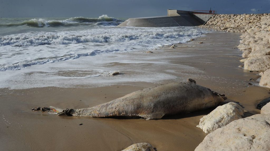Deux dauphins retrouvés échoués en 48 heures sur une plage du Pas-de-Calais
          Les échouages de dauphins sont de plus en plus fréquents sur les côtes du département, selon le service animalier Opale capture.