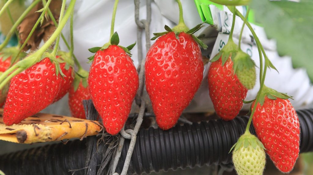 La fraise sous Label rouge ou IGP comme gage d'excellence
          Nous sommes en pleine saison des fraises. Il existe différents labels pour être sûr de la qualité de ces fruits rouges, qui redonnent des couleurs à nos assiettes.