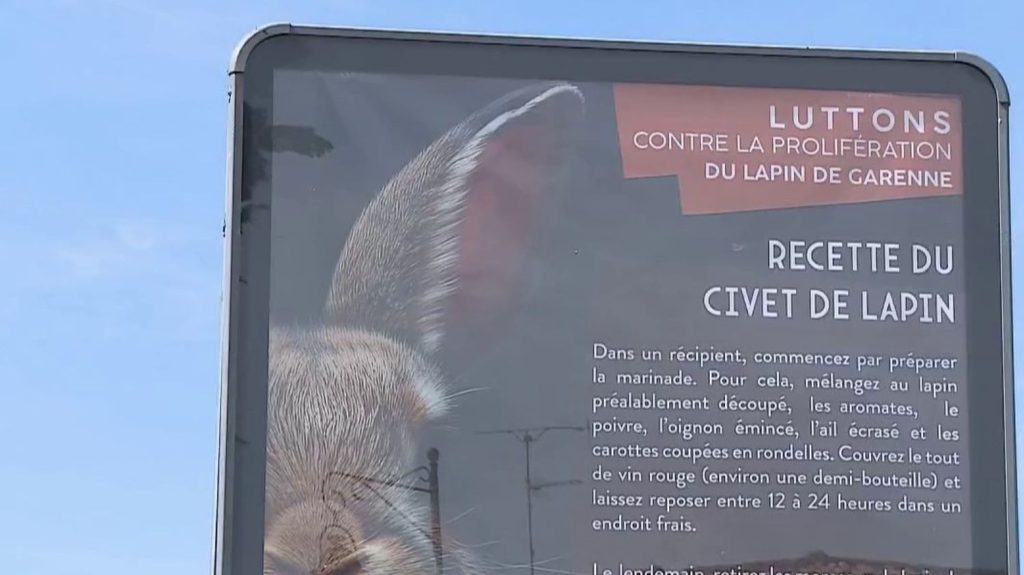Hérault : contre la prolifération de lapins, un maire affiche des recettes de cuisine
          Dans certaines communes de l'Hérault, les lapins de Garenne sont classés nuisibles, car ils détruisent les cultures. Un maire a décidé d'interpeller avec des affiches de recettes.