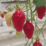 Environnement : des micro-guêpes pour sauver les fraises des pucerons, une idée qui fait son chemin
          Dans le Finistère, un producteur de fraises teste une méthode encore peu répandue pour se débarrasser du fléau des pucerons : les micro-guêpes. Un essai qui pourrait bien remplacer les pesticides.