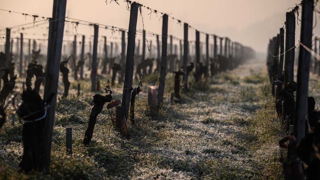 Gel : "Les deux nuits les plus froides" sont attendues "lundi et mardi", prévient le vice-président de la FNSEA
          Les agriculteurs redoutent les effets du gel sur leurs cultures avec l'épisode de froid qui touche une large partie de la France.