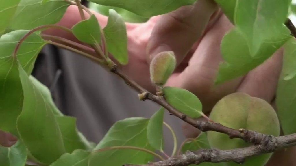 Ardèche : la production d'abricots en péril
          En Ardèche, Benoit Nodin, arboriculteur, désespère de pouvoir faire une bonne récolte de ses abricots, qui ne parviennent pas à pousser. Très peu de ses fruits parviennent à maturité.
