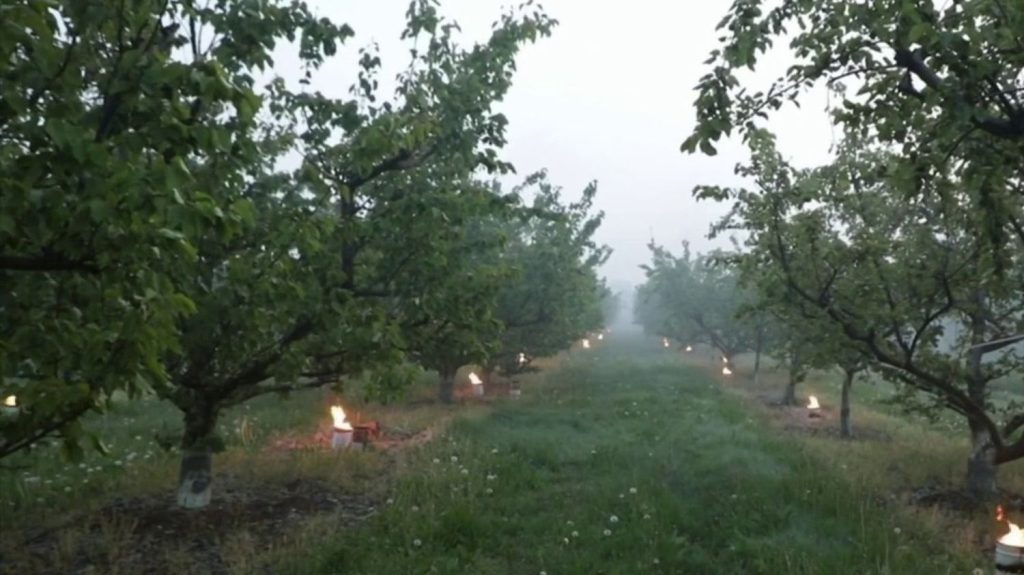 Gel : les agriculteurs s'organisent pour sauver leurs récoltes
          Dans la nuit du lundi 22 au mardi 23 avril, le froid et le gel ont inquiété les agriculteurs, qui ont employé les grands moyens avec l'installation de bougies antigel, de feux de fourrage. Une stratégie payante, notamment en Alsace.