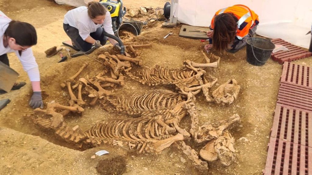 Reportage



  

  
  

      

  

  
    Archéologie : de mystérieuses sépultures gauloises de chevaux et de chiens retrouvées dans l'Indre
          Ces ossements, très bien conservés et savamment mis en scène, ont été mis au jour près de Châteauroux.