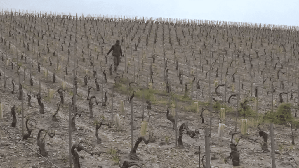 Intempéries : à Chablis, des vignobles ravagés par la grêle
          À Chablis, dans l’Yonne, la grêle a causé d'importants dégâts. De nombreux vignobles ont été touchés.