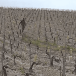 Intempéries : à Chablis, des vignobles ravagés par la grêle
          À Chablis, dans l’Yonne, la grêle a causé d'importants dégâts. De nombreux vignobles ont été touchés.