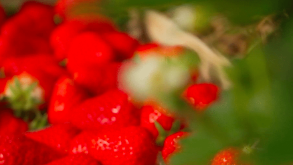 Alimentation : la fraise, le bonbon du Périgord
          Cap sur le Périgord, samedi 25 mai, pour la rubrique "Les petits plats dans l'écran". Après la cueillette des fraises, direction la cuisine pour la mise en valeur de ces fruits d’été.