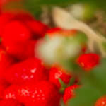 Alimentation : la fraise, le bonbon du Périgord
          Cap sur le Périgord, samedi 25 mai, pour la rubrique "Les petits plats dans l'écran". Après la cueillette des fraises, direction la cuisine pour la mise en valeur de ces fruits d’été.