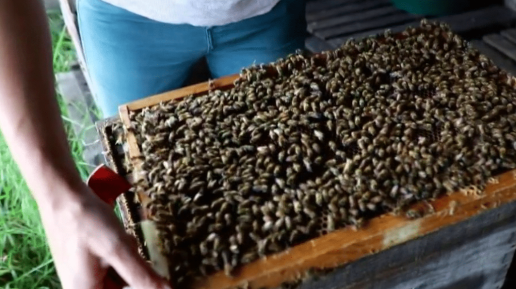 Agriculture : la récolte de miel touchée par l’humidité
          Les abeilles sont elles aussi touchées par les intempéries. Dans certaines régions, le printemps pluvieux a contrarié leur activité, et les récoltes de miel sont moins importantes que prévu.