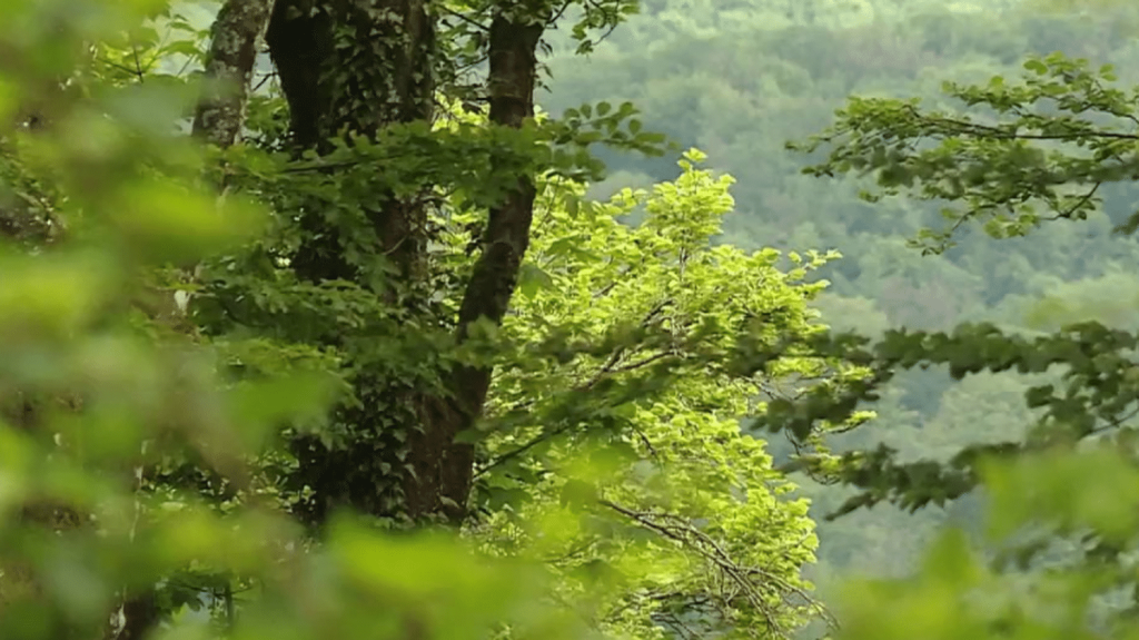 Franche-Comté : de nouvelles essences d'arbres mieux adaptées au réchauffement climatique dans les forêts
          1 300 hectares de forêt sont à replanter en Franche-Comté, en raison de la sécheresse. Aux typiques sapins et épicéas s'ajoutent désormais de nouvelles essences d'arbres plus résistantes au réchauffement climatique, notamment le cèdre de l'Atlas.