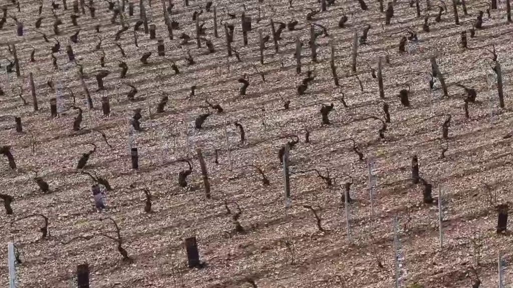 Intempéries dans l'Yonne : frappé par les orages de grêle, le vignoble de Chablis tente de survivre
          Des intempéries et des orages de grêle ont ravagé les vignes de Bourgogne. Un quart du vignoble de Chablis aurait été impacté et certains agriculteurs ont perdu près de 80% de leurs parcelles.