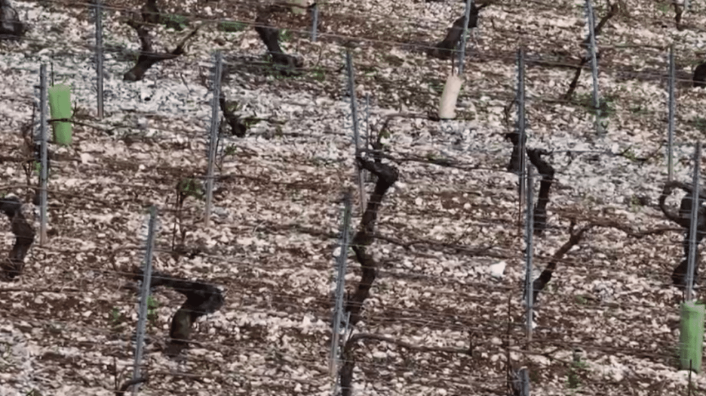 Intempéries dans l’Yonne : les vignobles de Chablis de plus en plus exposés
          À Chablis, la situation est catastrophique pour les vignerons. Certaines exploitations ont été détruites à plus de 80% en seulement quelques minutes, mercredi 1er mai.