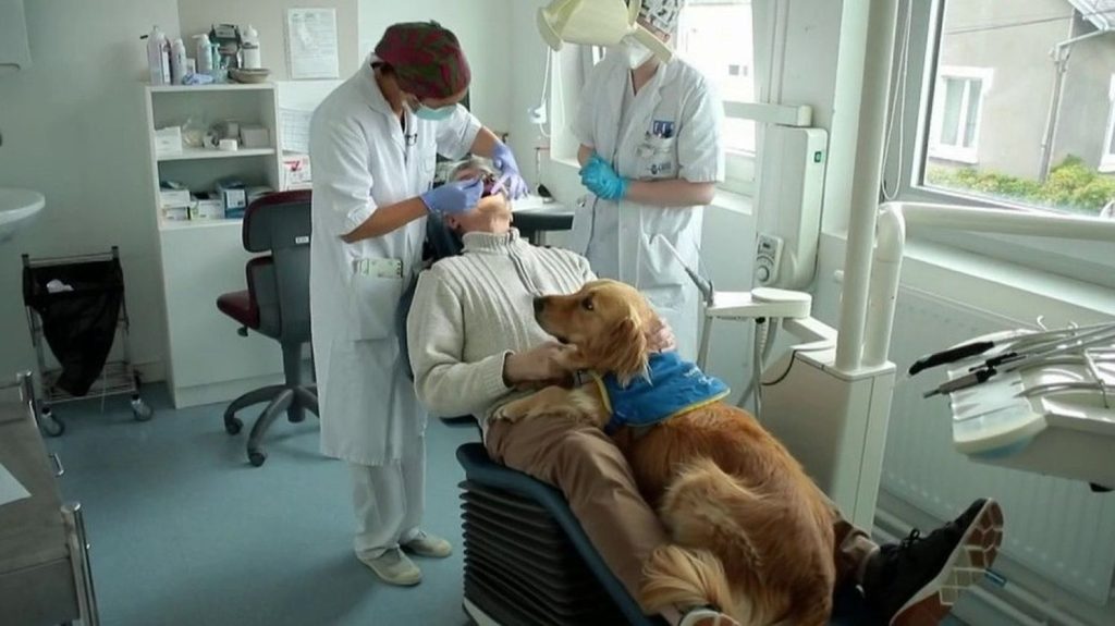 Brest : un chien de compagnie pour rassurer les patients chez le dentiste
          À Brest (Finistère), l’hôpital de la ville propose un chien de compagnie pour rassurer les patients anxieux qui ont rendez-vous chez le dentiste.
