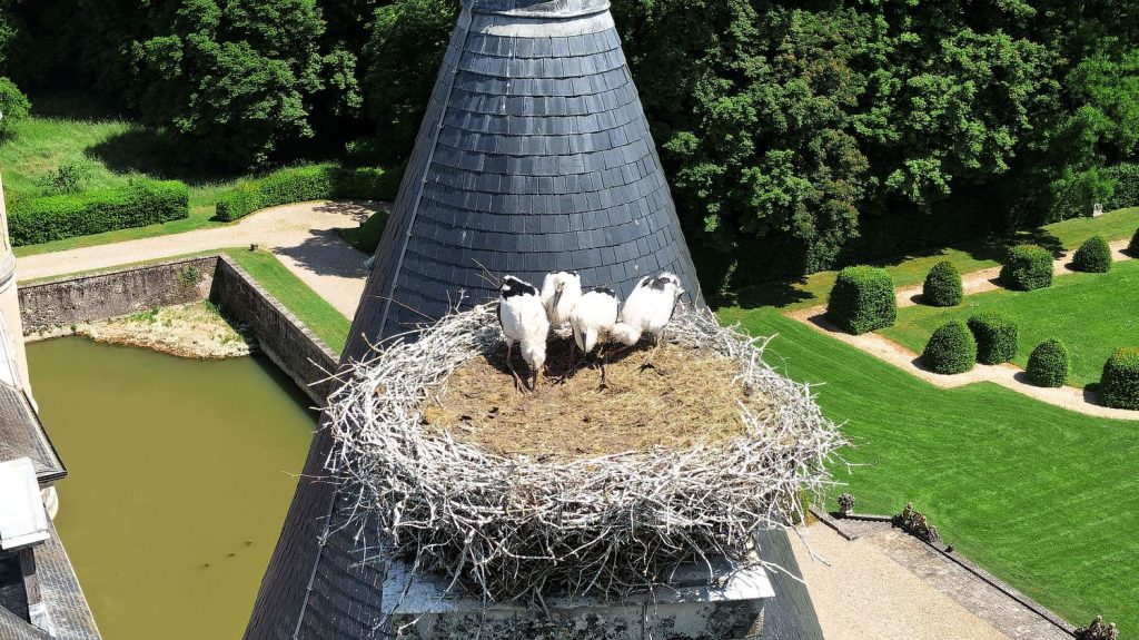 Météo : les intempéries déciment les nichées de bébés cigognes en Alsace et en Moselle
          Les spécialistes évoquent une "année catastrophique" au niveau de la reproduction des cigognes.