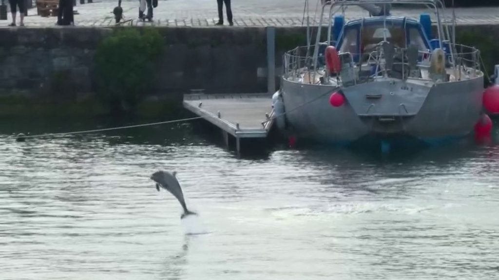 La Rochelle : des dauphins se sont installés dans le Vieux-Port
          Depuis quelques jours, trois jeunes dauphins sont piégés dans le Vieux-Port de La Rochelle (Charente-Maritime). Pour l'heure, jeudi 27 juin, les tentatives pour les guider vers l'océan ont échoué.