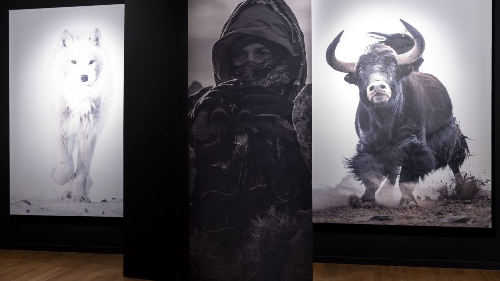 Dans le Doubs, une exposition met à l’honneur le monde sauvage du photographe animalier Vincent Munier
          À Arc-et-Senans, la Saline royale expose 70 clichés grand format de Vincent Munier, récompensé en 2022 par le César du meilleur documentaire.