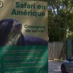 Zoo de Thoiry : une femme grièvement blessée après avoir été attaquée par des loups
          Dimanche 23 juin, une femme de 37 ans a été attaquée par trois loups alors qu'elle faisait son jogging sur un chemin interdit aux piétons au zoo de Thoiry, dans les Yvelines. Elle a été hospitalisée en urgence après avoir été mordue à la gorge, aux bras et aux mollets.