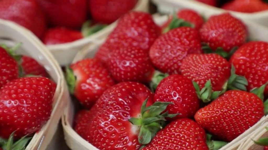 Consommation : le prix des fraises va-t-il baisser ?
          Après un mois de mai pluvieux, la production de fraise va être rattrapée en juin, faisant craindre des invendus pour les maraîchers. Ils demandent aux consommateurs de les soutenir.